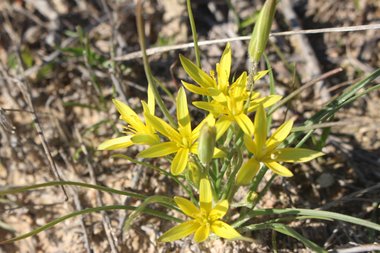 الأزهار، شهر شباط. هذه الصورة مرخصة تحت المشاع الاٍبداعي نسب المصنف - غير تجاري 4.0