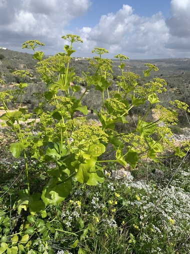Flowers & Leaves, March. This photo is available under the Creative Commons CC-BY-NC 4.0 License.