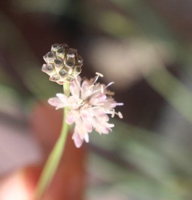 الأزهار والثمار، شهر حزيران. هذه الصورة مرخصة تحت المشاع الاٍبداعي نسب المصنف - غير تجاري 4.0