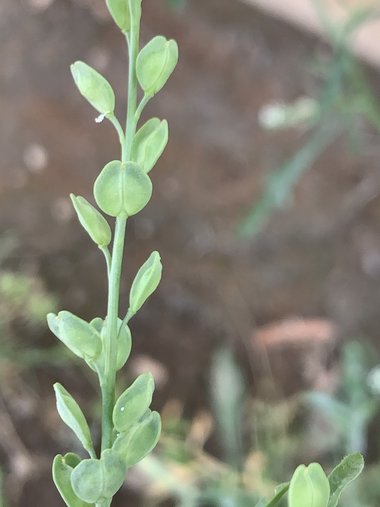 نسب المصنف - غير تجاري 4.0 دولي (CC BY-NC 4.0)- i naturalist.