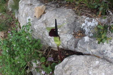 Flower, April. This photo is available under the Creative Commons CC-BY-NC 4.0 License.