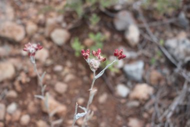 Flowers, June. This photo is available under the Creative Commons CC-BY-NC 4.0 License.