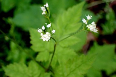 نسب المصنف - غير تجاري 4.0 دولي (CC BY-NC 4.0)- i naturalist.