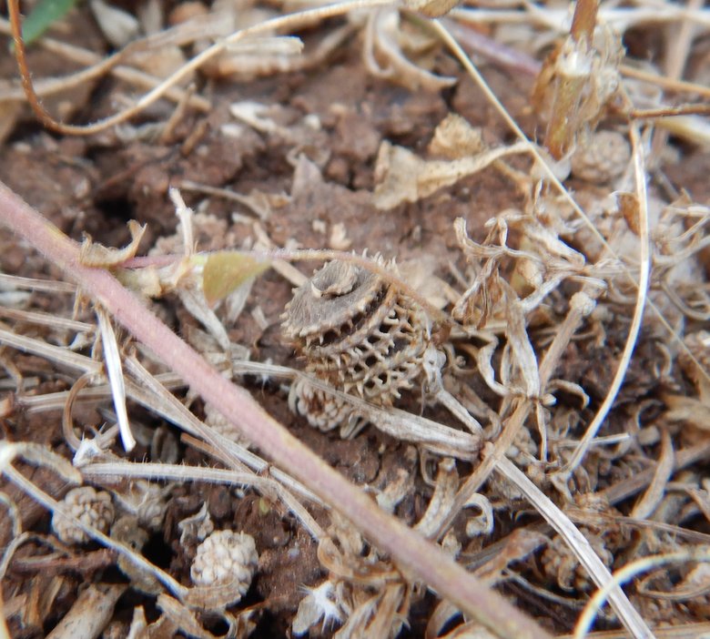 القرون، شهر نيسان. هذه الصورة مرخصة تحت المشاع الاٍبداعي نسب المصنف - غير تجاري 4.0