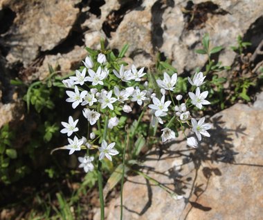 Flowers, April. This photo is available under the Creative Commons CC-BY-NC 4.0.
