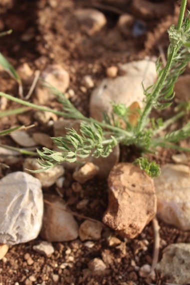 الأوراق، شهر نيسان. هذه الصورة مرخصة تحت المشاع الاٍبداعي نسب المصنف - غير تجاري 4.0