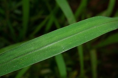 نسب المصنف - غير تجاري 4.0 دولي (CC BY-NC 4.0)- i naturalist.