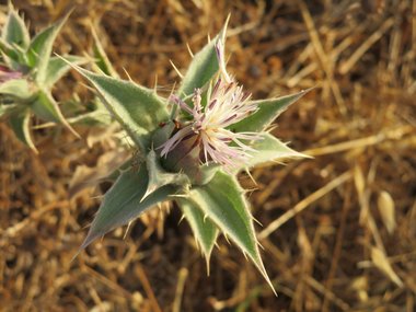 نسب المصنف - غير تجاري 4.0 دولي (CC BY-NC 4.0)- i naturalist.