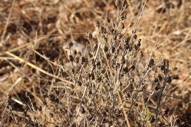 Seeds, August. This photo is available under the Creative Commons CC-BY-NC 4.0.