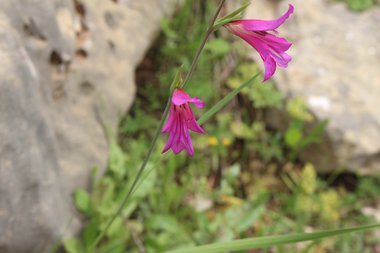 الزهرة، شهر نيسان. هذه الصورة مرخصة تحت المشاع الإبداعي نسب المصنف - غير تجاري 4.0