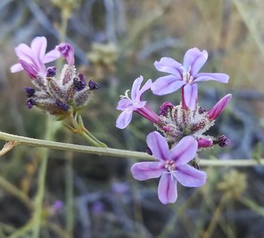 نسب المصنف - غير تجاري 4.0 دولي (CC BY-NC 4.0)- i naturalist.