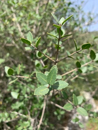 Leaves, March. This photo is available under the Creative Commons CC-BY-NC 4.0.