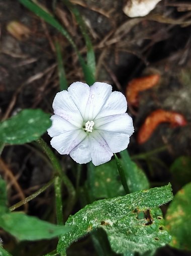 نسب المصنف - غير تجاري 4.0 دولي (CC BY-NC 4.0)- i naturalist.