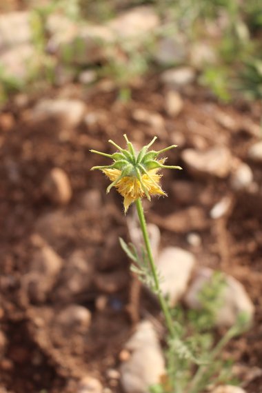 الأزهار، شهر نيسان. هذه الصورة مرخصة تحت المشاع الاٍبداعي نسب المصنف - غير تجاري 4.0