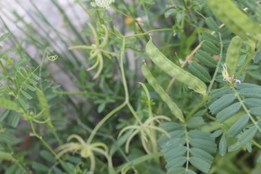 ورقة و قرن، شهر نيسان. هذه الصورة مرخصة تحت المشاع الاٍبداعي نسب المصنف - غير تجاري 4.0