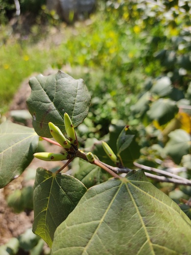Leaves and buds, March. This photo is available under the Creative Commons CC-BY-NC 4.0 License.