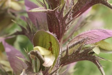 Flowers, April. This photo is available under the Creative Commons CC-BY-NC 4.0 License.