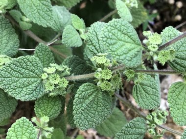 صورة عامة، شهر أيار. هذه الصورة مرخصة تحت المشاع الاٍبداعي نسب المصنف - غير تجاري 4.0