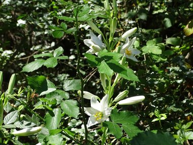 نسب المصنف - غير تجاري 4.0 دولي (CC BY-NC 4.0)- i naturalist.