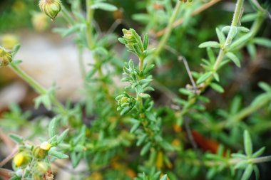 نسب المصنف - غير تجاري 4.0 دولي (CC BY-NC 4.0)- i naturalist.