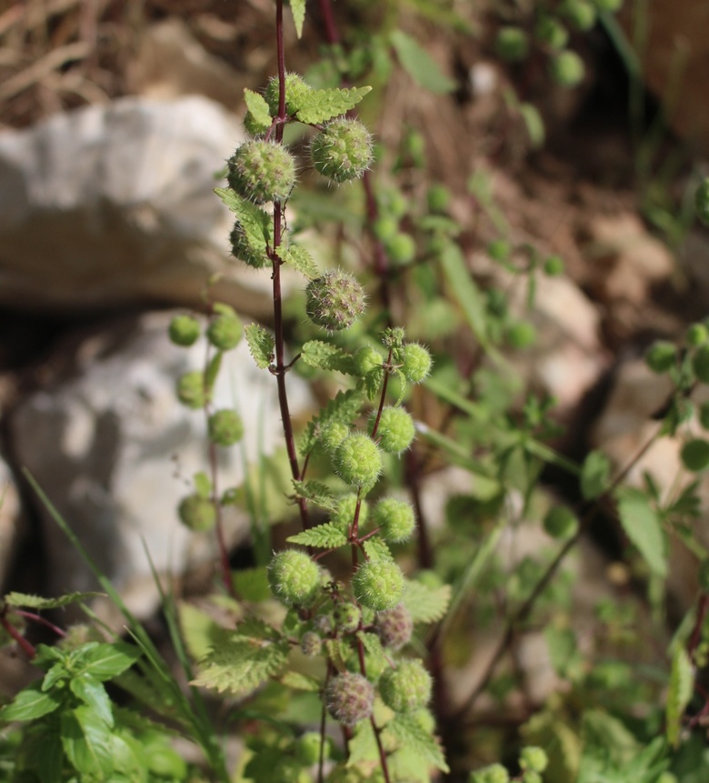 General View, April. This photo is available under the Creative Commons CC-BY-NC 4.0 License.