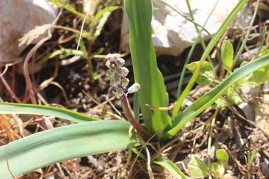 Flower & Leaves, January. This photo is available under the Creative Commons CC-BY-NC 4.0 License.