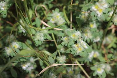 الأزهار والأوراق، شهر نيسان. هذه الصورة مرخصة تحت المشاع الاٍبداعي نسب المصنف - غير تجاري 4.0