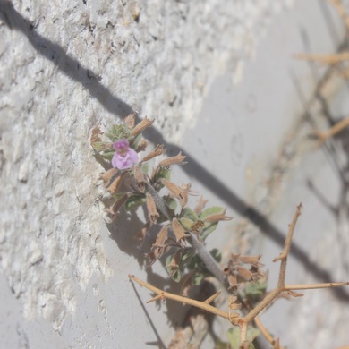 Seed head & Leaves, August. This photo is available under the Creative Commons CC-BY-NC 4.0.