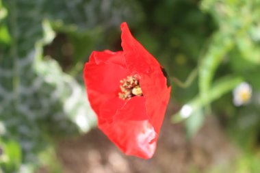 الأزهار، شهر نيسان. هذه الصورة مرخصة تحت المشاع الاٍبداعي نسب المصنف - غير تجاري 4.0