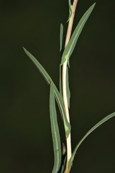 نسب المصنف - غير تجاري 4.0 دولي (CC BY-NC 4.0)- i naturalist.