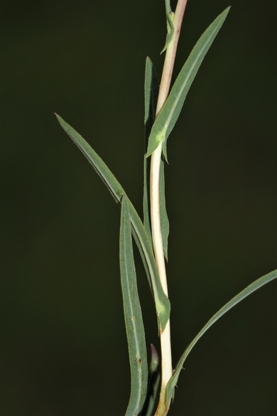 Via inaturalist. Licensed under Attribution-NonCommercial 4.0.International.