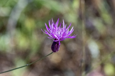 Via inaturalist. Licensed under Attribution-NonCommercial 4.0.International.