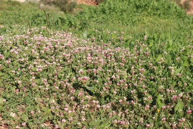 General View , March. This photo is available under the Creative Commons CC-BY-NC 4.0.