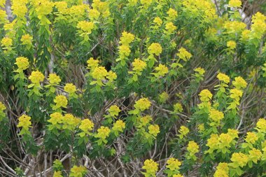 الأزهار والأوراق، شهر آذار. هذه الصورة مرخصة تحت المشاع الإبداعي نسب المصنف - غير تجاري 4.0