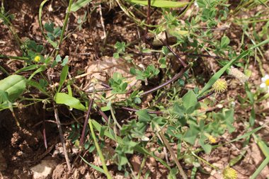 الساق و الأوراق، شهر نيسان. هذه الصورة مرخصة تحت المشاع الإبداعي نسب المصنف - غير تجاري 4.0