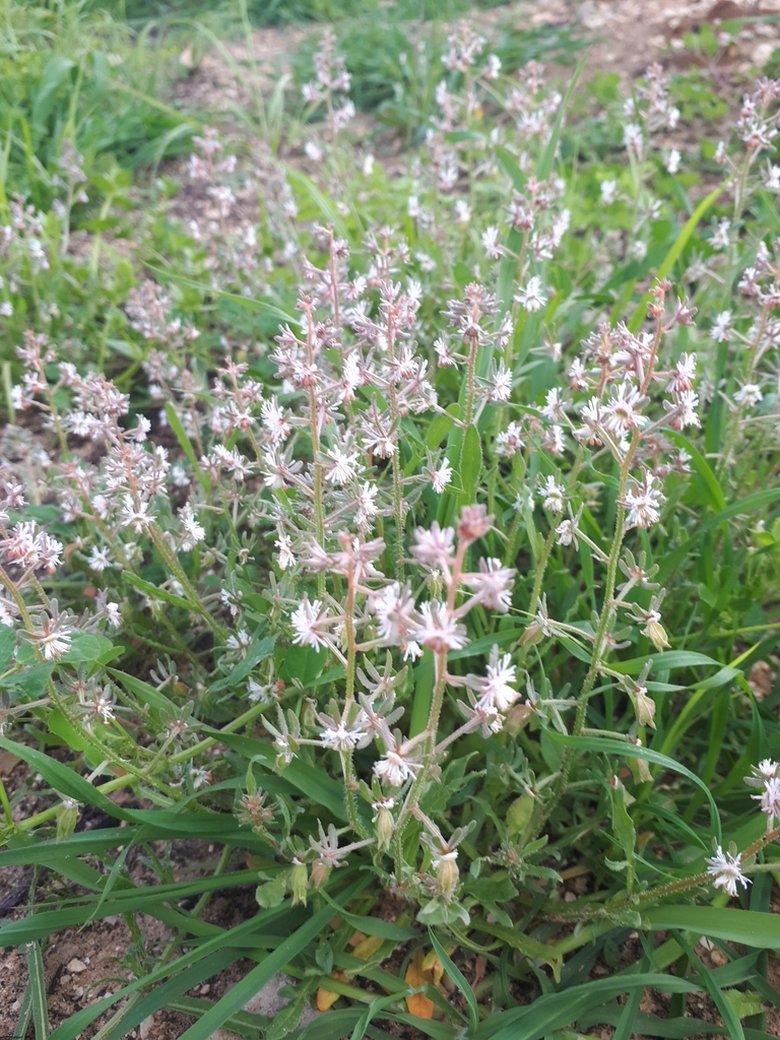 نسب المصنف - غير تجاري 4.0 دولي (CC BY-NC 4.0)- i naturalist.