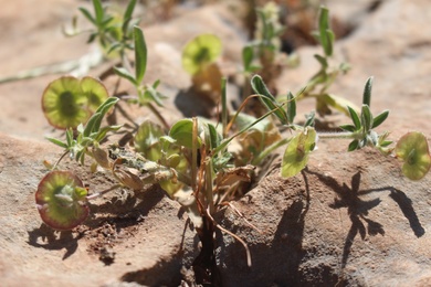 Seed Pods & Leaves, April. This photo is available under the Creative Commons CC-BY-NC 4.0.