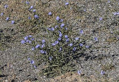 بيانات ويكي