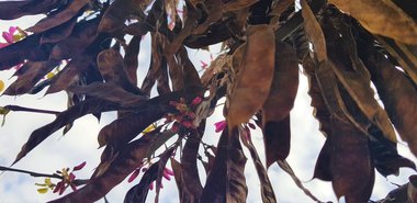 Pods, March. This photo is available under the Creative Commons CC-BY-NC 4.0 License.