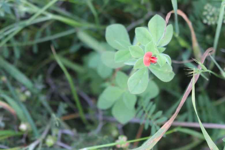 الزهرة و الأوراق، شهر نيسان. هذه الصورة مرخصة تحت المشاع الإبداعي نسب المصنف - غير تجاري 4.0
