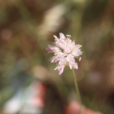 الأزهار، شهر حزيران. هذه الصورة مرخصة تحت المشاع الاٍبداعي نسب المصنف - غير تجاري 4.0