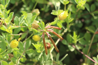 Fruits & Leaves, May. This photo is available under the Creative Commons CC-BY-NC 4.0 License.