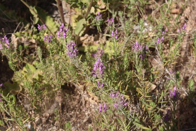 Flowers & Leaves, June. This photo is available under the Creative Commons CC-BY-NC 4.0.