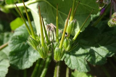 نسب المصنف - غير تجاري 4.0 دولي (CC BY-NC 4.0)- i naturalist.