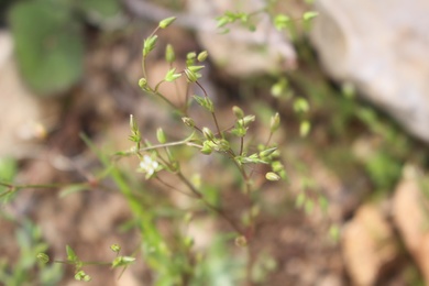 Flowers & Leaves, March. This photo is available under the Creative Commons CC-BY-NC 4.0 License.