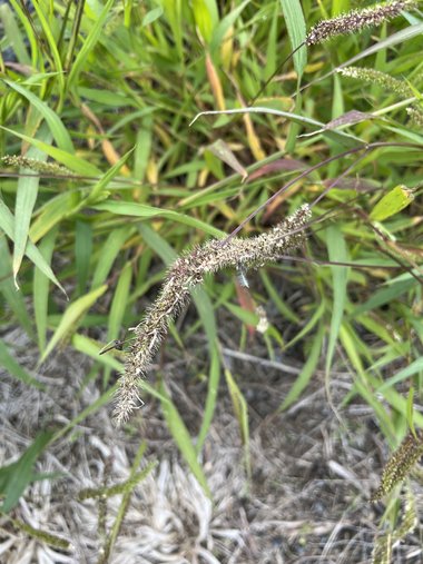 نسب المصنف - غير تجاري 4.0 دولي (CC BY-NC 4.0)- i naturalist.