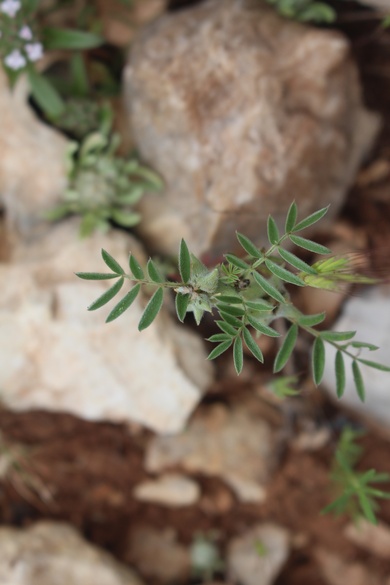 Leaves, April. This photo is available under the Creative Commons CC-BY-NC 4.0 License.