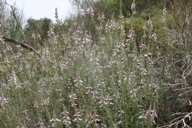 صورة عامة، شهر أيار. هذه الصورة مرخصة تحت المشاع الاٍبداعي نسب المصنف - غير تجاري 4.0