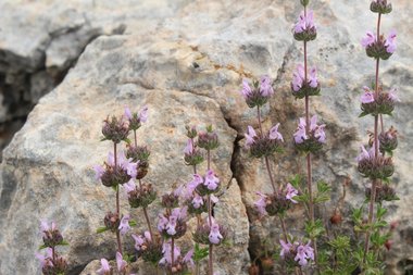 الزهرة والأوراق، شهر نيسان. هذه الصورة مرخصة تحت المشاع الاٍبداعي نسب المصنف - غير تجاري 4.0