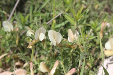 Flower & Leaves, February. This photo is available under the Creative Commons CC-BY-NC 4.0.
